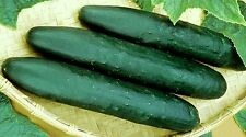 Cucumber Seeds Straight 8 Non-gmo Heirloom Seeds Best For Eating Fresh 75ct