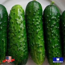 Cucumber Seeds - Straight Eight - Non-gmo Heirloom And Vegetable Winner