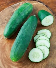 Straight Eight Cucumber Seeds 50 Vegetable Garden Non-gmo Usa Free Shipping
