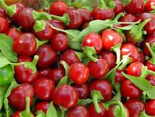 Red Cherry Hot Pepper Seeds Cherry Bombs Pimenta Non-gmo Heirloom Free Ship