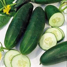 Straight Eight Cucumber Seeds 50 Vegetable Garden Non-gmo Usa Free Shipping