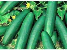 Cucumber Straight Eight 60 Seeds Pickling Too Groco