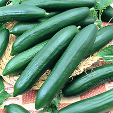 100 Cucumber Seeds Straight Eight Vegetable Spring Heirloom Garden Award Winner