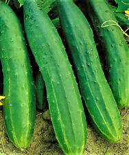 Straight Eight Cucumber Seeds 50 Seeds Non-gmo Buy 4 Get Free Shipping