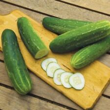 Straight Eight Cucumber Seeds Organic Non-gmo Heirloom Best Selling