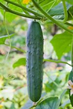 Straight Eight Cucumber Seeds 50 Vegetable Garden Straight 8 Free Shipping
