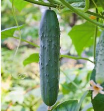 Straight Eight Cucumber Seeds Heirloom Organic