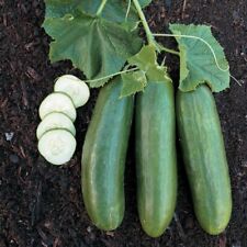 Straight Eight Cucumber Seeds Non-gmo Heirloom Variety Sizes Free Shipping