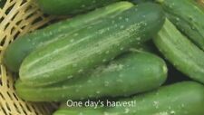 25 Organic Heirloom Non-gmo Straight Eight Cucumber Seeds For Your Home Garden