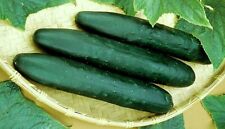 Seed Kingdom Cucumber Straight Eight Great Heirloom Vegetable Bulk 14 Lb Seeds