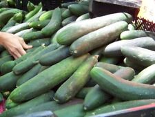 100 Straight Eight Cucumber Seeds ---- Heirloom - Non Gmo - Organic --- Fresh