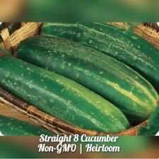 Cucumber Straight 8 65 Vegetable Seed Organic Heirloom Non-gmo Usa