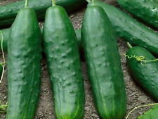 200 Cucumber Seeds Straight Eight Heirloom - Non-gmo - Always Fresh Seeds