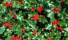 20 American Holly Seeds