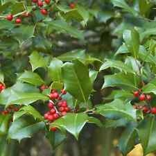 American Holly Tree Beautiful Addition To Your Yard Free Ship 2 Trees