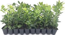 Nellie R. Stevens Holly - Live Plants - Evergreen Privacy Trees Red Berries