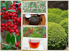 40 Yaupon Holly Bush Hedge Seeds Ilex Vomitoria Usa Native Caffiene Tea Shrub