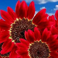 50 Red Sun Rare Sunflower Seeds Flowers Beautiful Tall Cut Non-gmo Heirloom Usa