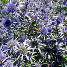 Sea Holly- Eryngium Planum- Blue- 100 Seeds- Bogo 50 Off Sale