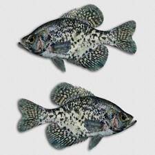 Crappie Sticker Fish Jig Pond Lake Truck Window Boat Tackle Box Fishing Decal