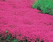 Creeping Thyme Red Ground Cover Perennial Low Herb Fragrant Non-gmo 300 Seeds